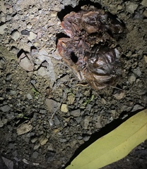 Leuronychus pacificus