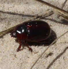 Pericoptus
