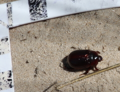 Pericoptus