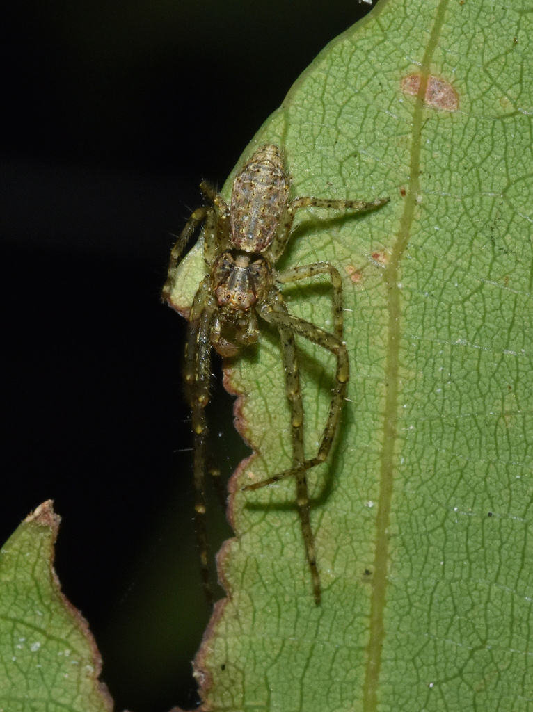 Natal Tmarus Crab Spider