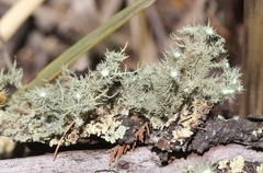 Usnea scabrida