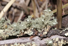 Usnea scabrida