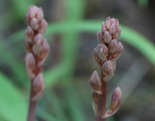 Spiked crested coralroot (Bletia spicata)