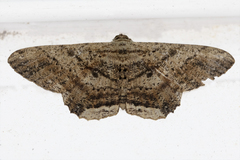 Ruttellerona pseudocessaria