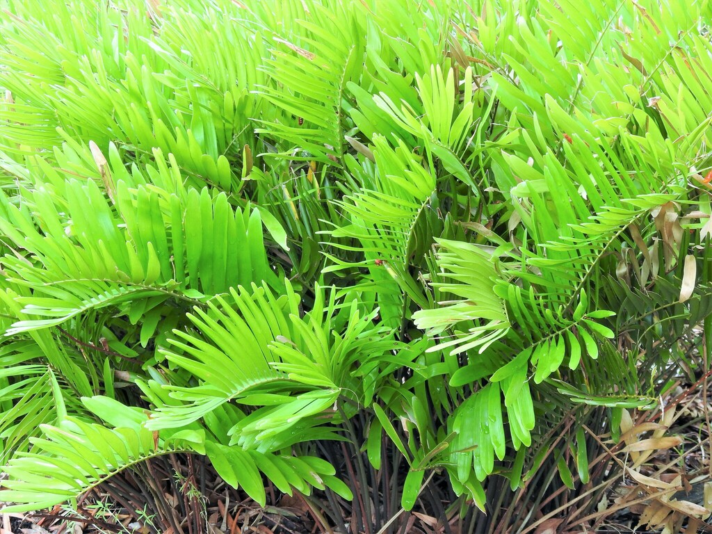 Coontie from High Ridge Scrub Natural Area 7300 High Ridge Road Boynton ...