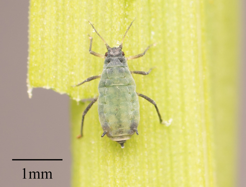 Corn Leaf Aphid photo 5