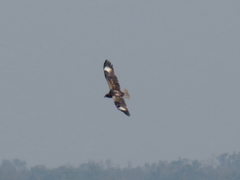 Hamirostra melanosternon