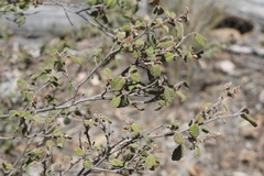 Pomaderris eriocephala