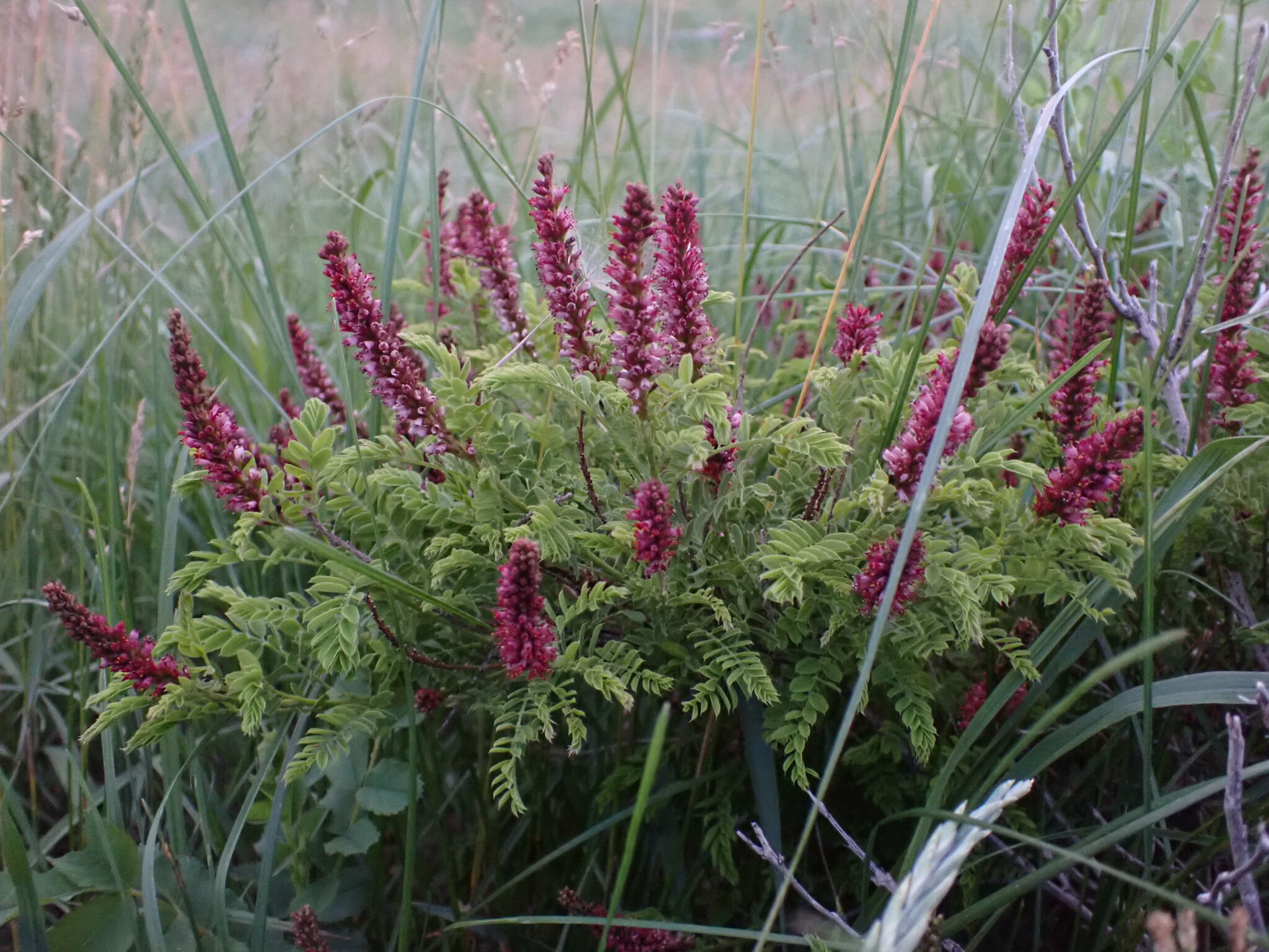 Amorpha nana