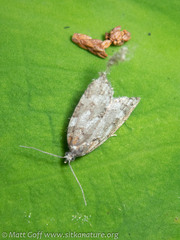 Acleris gloveranus