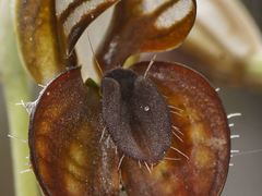 Pterostylis cheraphila