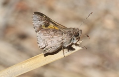 Trapezites phigalioides