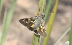 Trapezites phigalioides