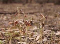 Pterostylis cheraphila