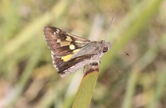 Trapezites phigalioides