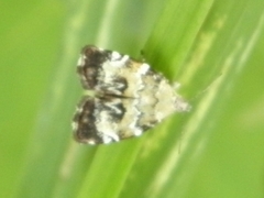 Choreutis diana