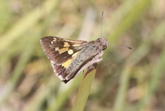 Trapezites phigalioides