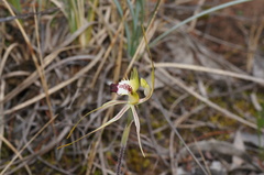 Caladenia tensa