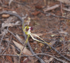 Caladenia tensa