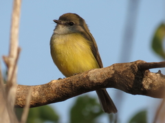Microeca flavigaster