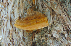 Pyrofomes juniperinus
