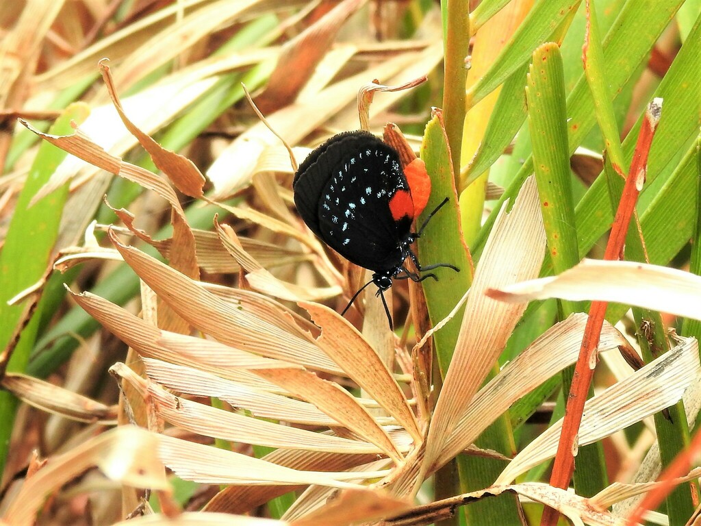 Atala from High Ridge Scrub Natural Area 7300 High Ridge Road Boynton ...
