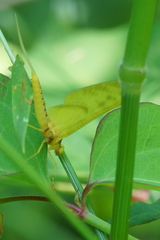 Ameletopsis perscitus
