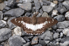 Satarupa nymphalis