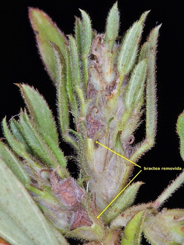 Stylosanthes scabra