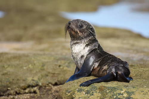 Brown Fur Seal, photo 9 of 9