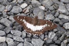 Satarupa nymphalis