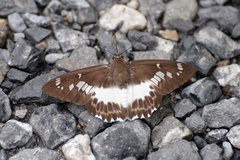Satarupa nymphalis