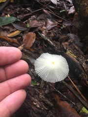 Leucocoprinus fragilissimus image