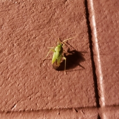 Phytocoris vanduzeei