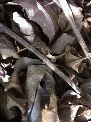 Pardosa pseudoannulata