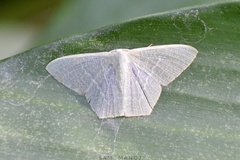 Thalassodes immissaria