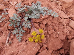 Cymopterus purpureus