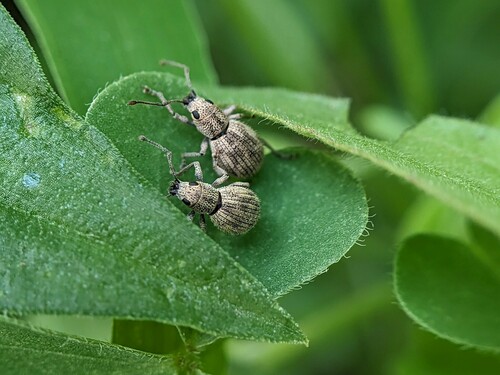 Imported Long-horned Weevil photo 6