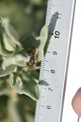 Tropinota squalida