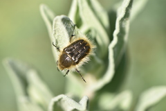 Tropinota squalida