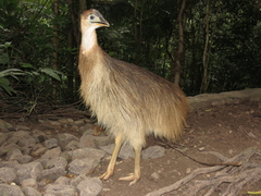 Southern Cassowary photo 3