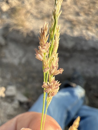 Steinchisma cupreum