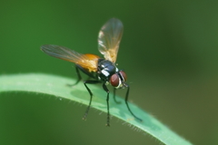 Huttonobesseria verecunda