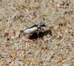 Zecicindela savilli