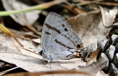 Teratozephyrus arisanus