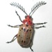 Polyclada bohemani - Photo (c) Botswanabugs,  זכויות יוצרים חלקיות (CC BY-NC), הועלה על ידי Botswanabugs