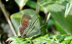 Teratozephyrus arisanus