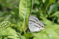 Teratozephyrus arisanus