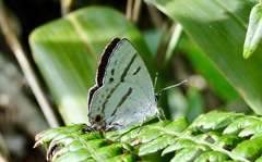 Teratozephyrus arisanus