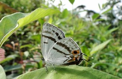 Teratozephyrus arisanus